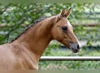 Deutsches Reitpony, Hengst, Fohlen (05/2026), Falbe