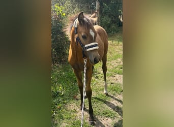 Deutsches Reitpony, Hengst, Fohlen (03/2026), Falbe