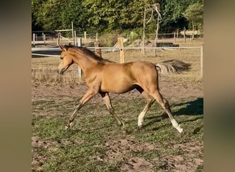 Deutsches Reitpony, Hengst, Fohlen (03/2026), Falbe