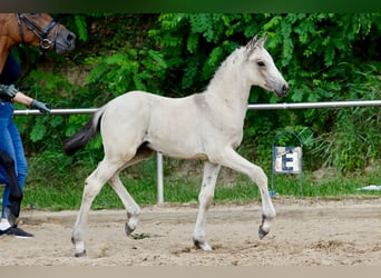 Deutsches Reitpony, Hengst, Fohlen (05/2026), Falbe