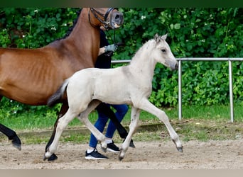Deutsches Reitpony, Hengst, Fohlen (05/2026), Falbe