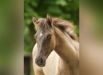 Deutsches Reitpony, Hengst, Fohlen (01/2024), Falbe