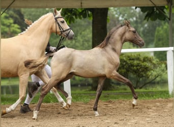 Deutsches Reitpony, Hengst, Fohlen (01/2024), Falbe