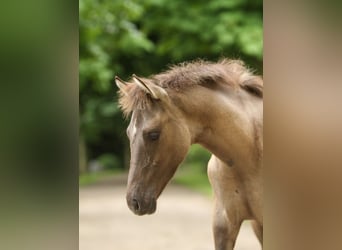 Deutsches Reitpony, Hengst, Fohlen (01/2024), Falbe