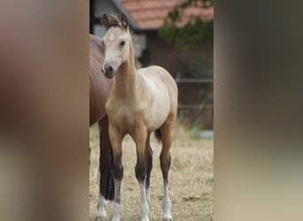 Deutsches Reitpony, Hengst, Fohlen (05/2026), Falbe