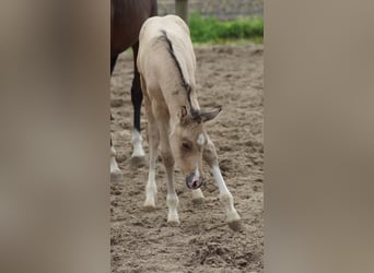 Deutsches Reitpony, Hengst, Fohlen (05/2026), Falbe