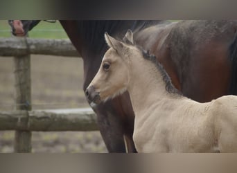 Deutsches Reitpony, Hengst, Fohlen (05/2026), Falbe