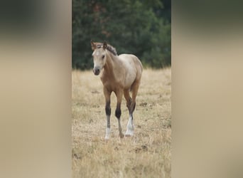 Deutsches Reitpony, Hengst, Fohlen (05/2026), Falbe