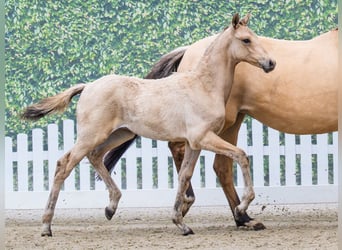 Deutsches Reitpony, Hengst, Fohlen (03/2026), Falbe