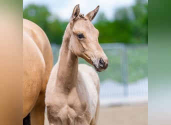 Deutsches Reitpony, Hengst, Fohlen (03/2026), Falbe