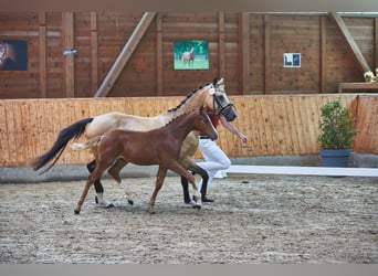 Deutsches Reitpony, Hengst, Fohlen (04/2026), Fuchs