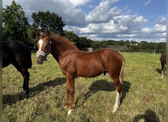 Deutsches Reitpony, Hengst, Fohlen (04/2024), Fuchs