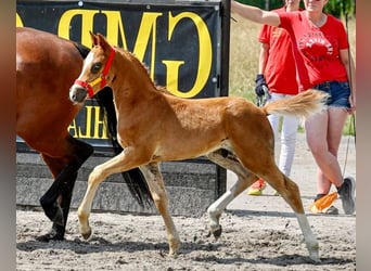 Deutsches Reitpony, Hengst, Fohlen (05/2026), Fuchs