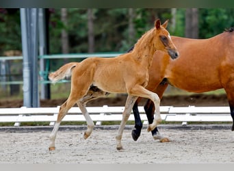 Deutsches Reitpony, Hengst, Fohlen (05/2025), Fuchs