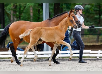 Deutsches Reitpony, Hengst, Fohlen (05/2025), Fuchs