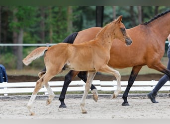 Deutsches Reitpony, Hengst, Fohlen (05/2025), Fuchs