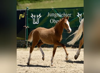 Deutsches Reitpony, Hengst, Fohlen (03/2025), Fuchs