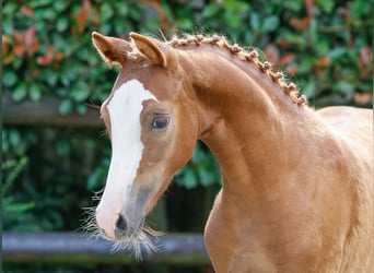 Deutsches Reitpony, Hengst, Fohlen (04/2024), Fuchs