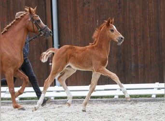 Deutsches Reitpony, Hengst, Fohlen (04/2024), Fuchs