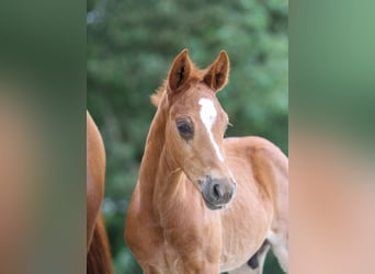 Deutsches Reitpony, Hengst, Fohlen (04/2024), Fuchs