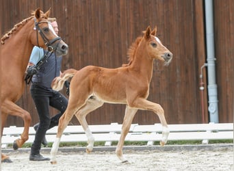 Deutsches Reitpony, Hengst, Fohlen (04/2024), Fuchs