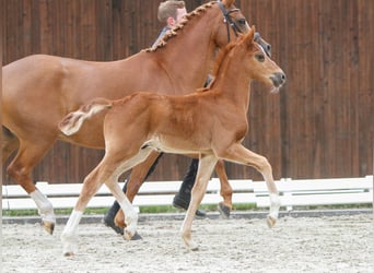 Deutsches Reitpony, Hengst, Fohlen (04/2024), Fuchs