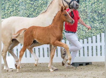Deutsches Reitpony, Hengst, Fohlen (05/2026), Fuchs