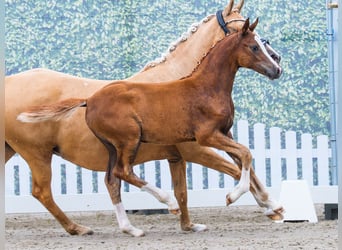 Deutsches Reitpony, Hengst, Fohlen (04/2026), Fuchs