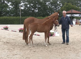 Deutsches Reitpony, Hengst, Fohlen (04/2026), Fuchs