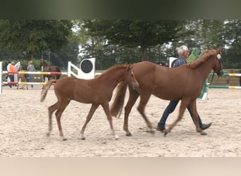 Deutsches Reitpony, Hengst, Fohlen (04/2026), Fuchs