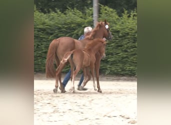 Deutsches Reitpony, Hengst, Fohlen (04/2026), Fuchs
