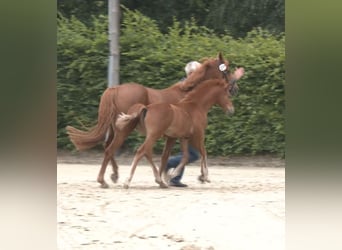 Deutsches Reitpony, Hengst, Fohlen (04/2026), Fuchs