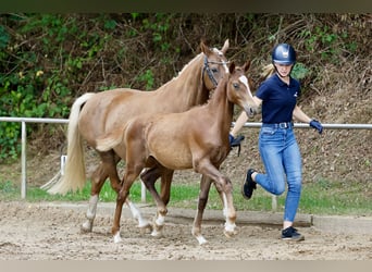 Deutsches Reitpony, Hengst, Fohlen (03/2026), Fuchs