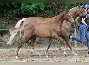 Deutsches Reitpony, Hengst, Fohlen (03/2026), Fuchs