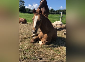 Deutsches Reitpony, Hengst, Fohlen (05/2025), Fuchs