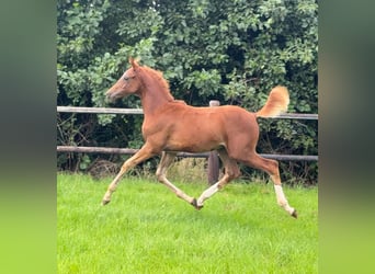 Deutsches Reitpony, Hengst, Fohlen (01/2026), Fuchs
