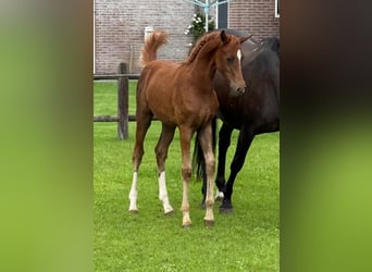 Deutsches Reitpony, Hengst, Fohlen (01/2026), Fuchs