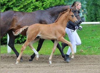 Deutsches Reitpony, Hengst, Fohlen (05/2024), Fuchs