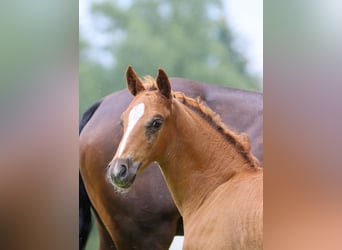 Deutsches Reitpony, Hengst, Fohlen (05/2024), Fuchs