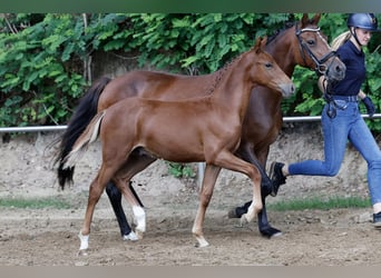 Deutsches Reitpony, Hengst, Fohlen (04/2026), Fuchs