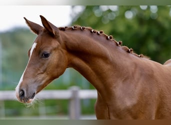 Deutsches Reitpony, Hengst, Fohlen (01/2026), Fuchs