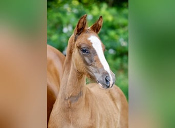 Deutsches Reitpony, Hengst, Fohlen (04/2026), Fuchs