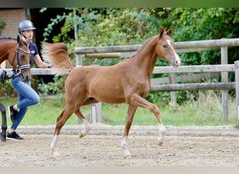 Deutsches Reitpony, Hengst, Fohlen (01/2026), Fuchs