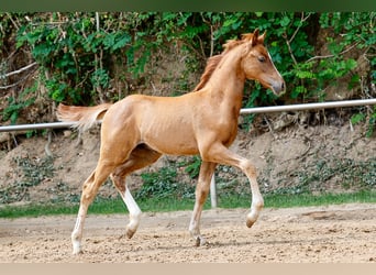 Deutsches Reitpony, Hengst, Fohlen (05/2025), Fuchs