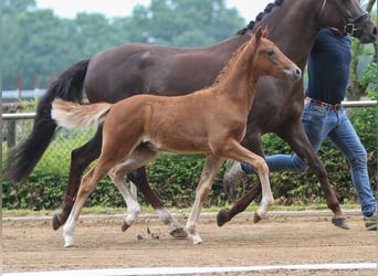 Deutsches Reitpony, Hengst, Fohlen (03/2024), Fuchs