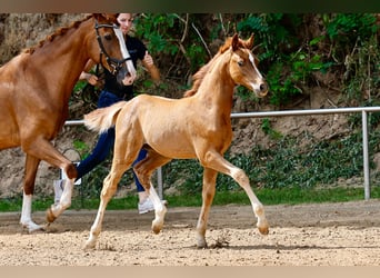 Deutsches Reitpony, Hengst, Fohlen (05/2025), Fuchs