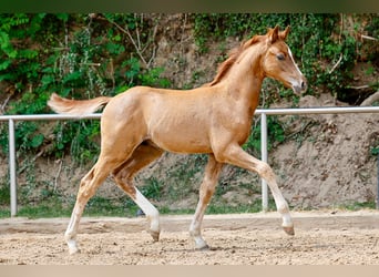 Deutsches Reitpony, Hengst, Fohlen (05/2025), Fuchs