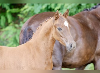 Deutsches Reitpony, Hengst, Fohlen (04/2026), Fuchs