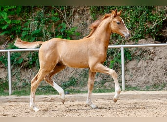Deutsches Reitpony, Hengst, Fohlen (05/2025), Fuchs