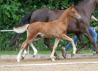 Deutsches Reitpony, Hengst, Fohlen (03/2024), Fuchs